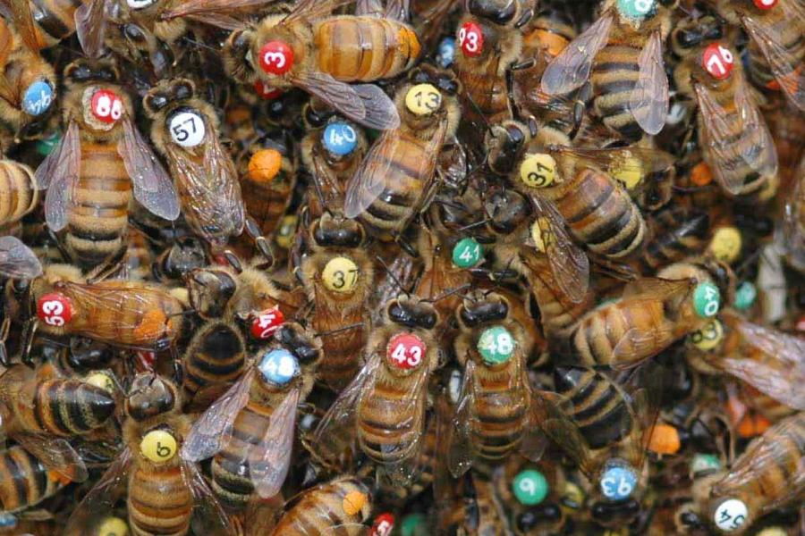 Bees with round, colored numbers on the back of their heads.