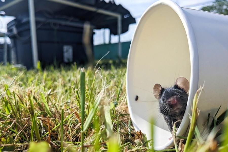 Mouse peering out of a white paper cup set in a grassy field