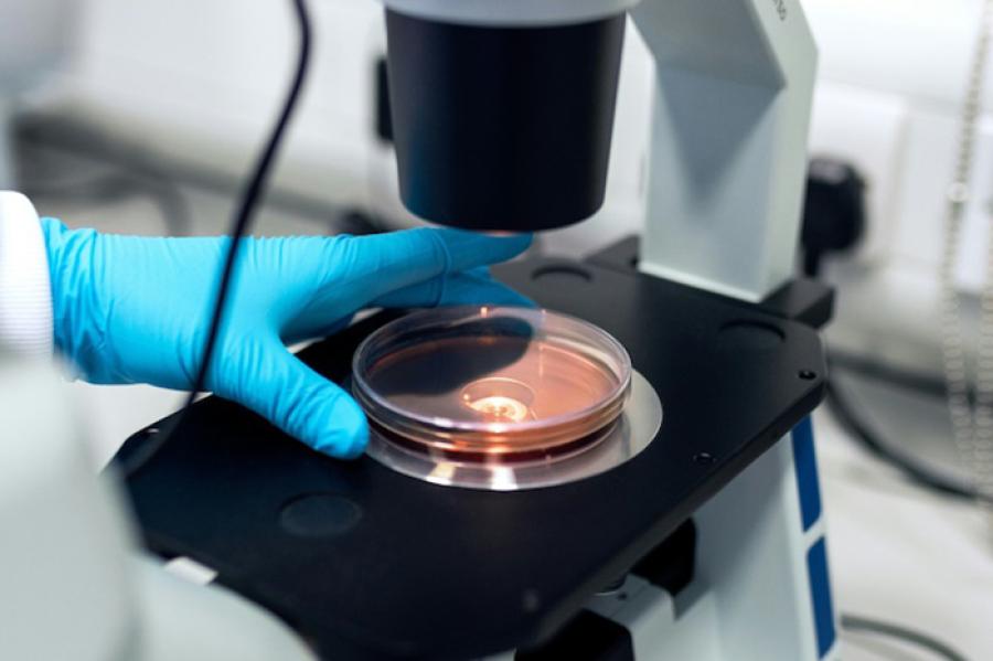 Microscope with a dish on it; a blue-gloved hand reaches in