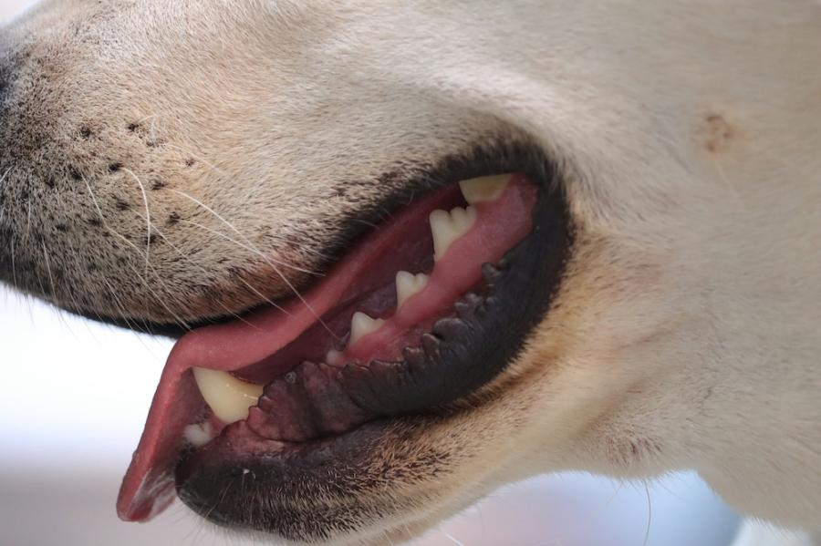 close up of a dog's mouth