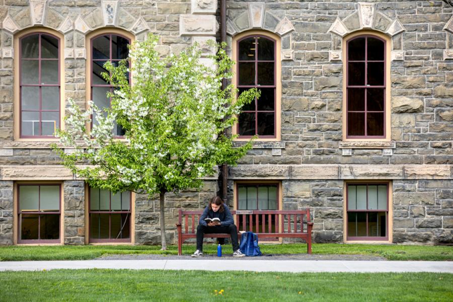 Person sitting on a bench and reading under a small, flowering tree. 