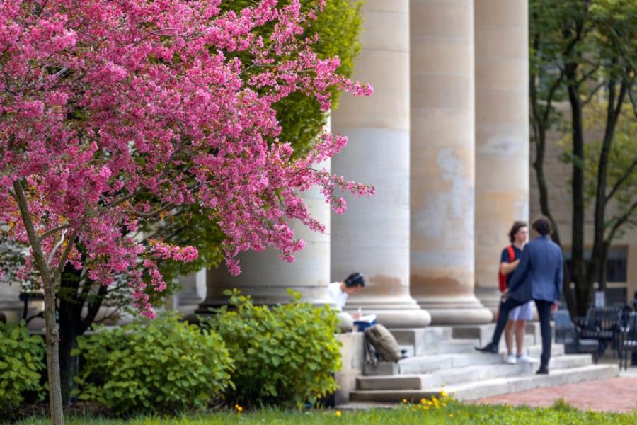 Pink flowering tree and a stone colonade with people on the steps