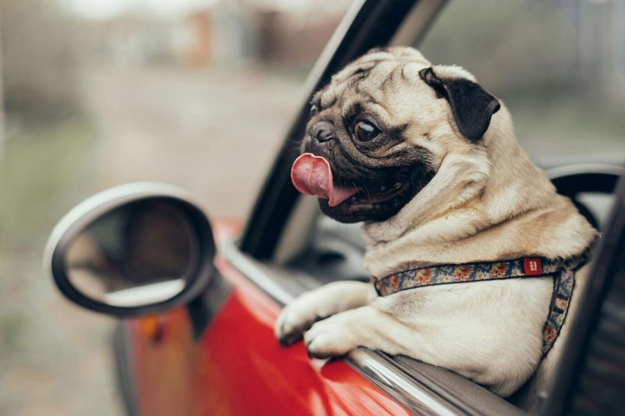 A pug dog leans out the window of a red car. It is very cute