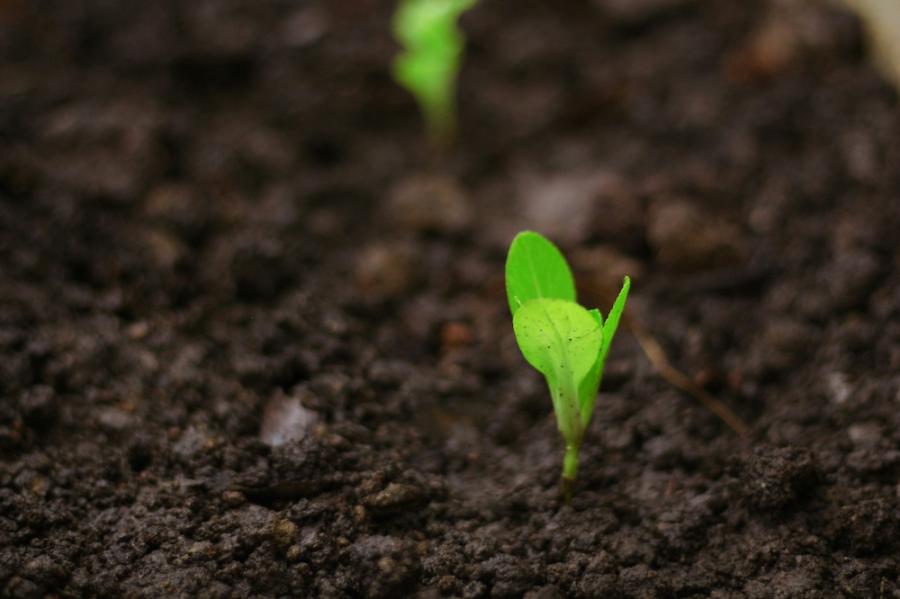 Bright green sprout in dark soil