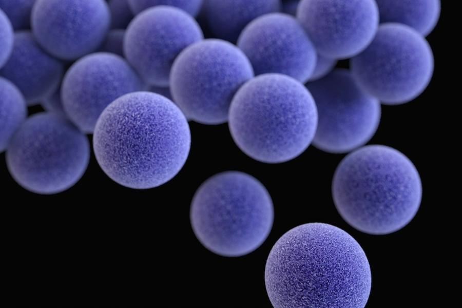 purple spheres representing bacteria
