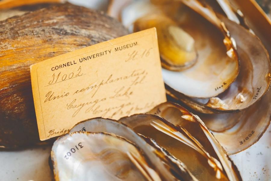shells with a yellowed, aged museum card covered with script writing