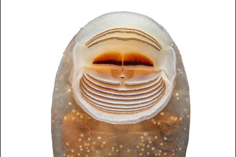 underside of a tadpole, in great detail