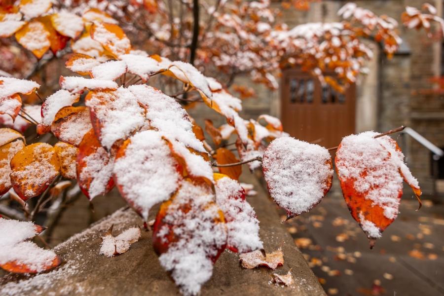 snow on leaves