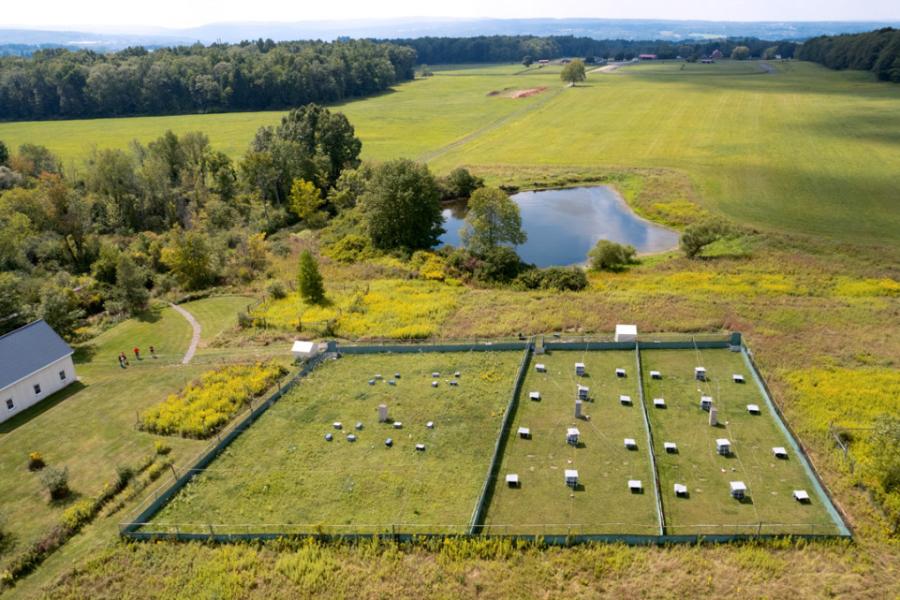 Aerial view of a green field in summer, a distant view and a square marked on on the ground, set with small boxes