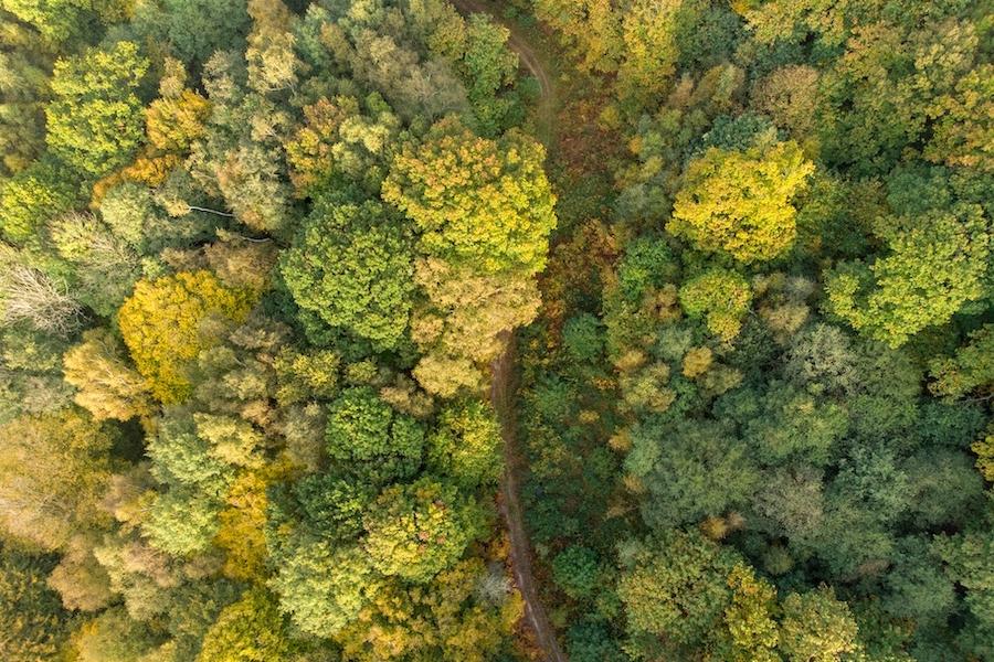Forest seen from above