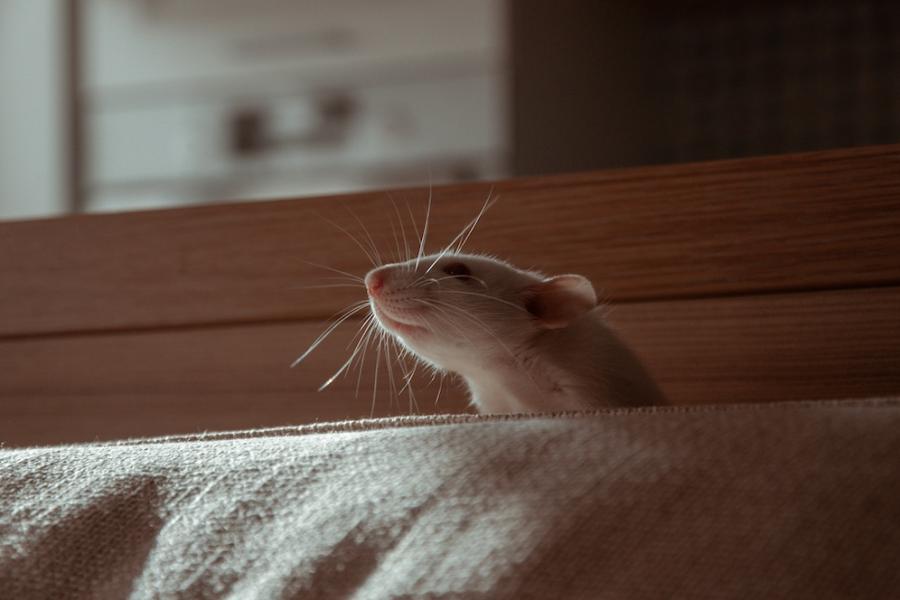 Mouse peeking over the back of a couch in a dim room.