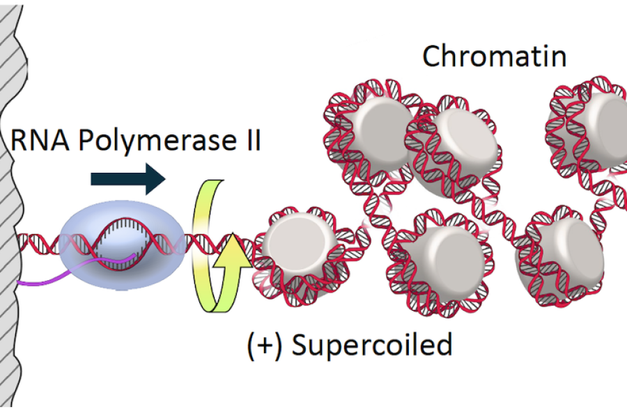 Illustration showing RNA Polymerase II interacting with Chromatin
