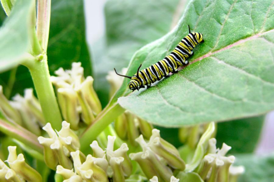 A striped caterpiller on a green leaf