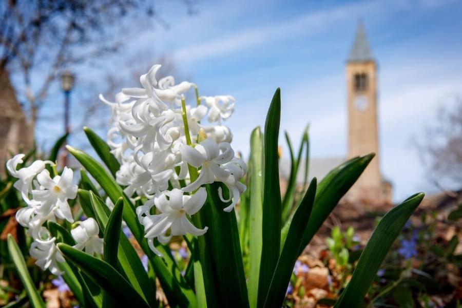 Spring flowers bloom near Ho Plaza