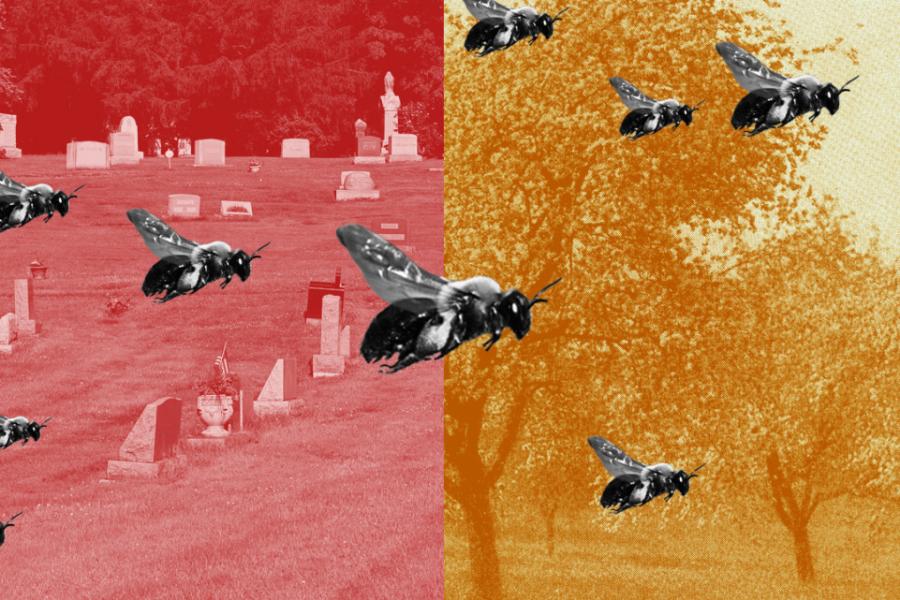 Photo illustration showing nine bees superimposed over photos of a cemetery and trees, cast in red on the left and yellow on the right
