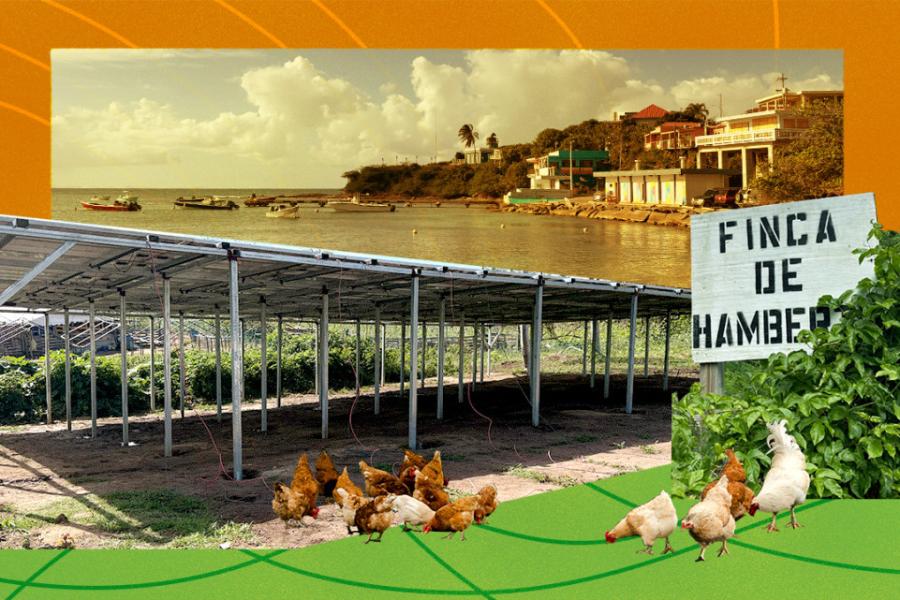 Collage showing a photo of a bay with homes and an awningl with chickens grazing under it