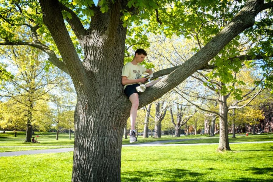 Person sitting on the branch of a tree, reading a book