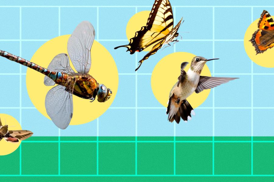 Illustration showing butterflies, a moth, a dragonfly and a hummingbird, each within a yellow circle against a blue background