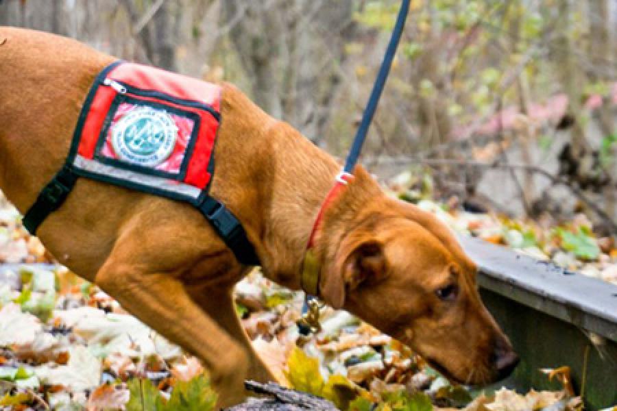 Dog wearing a vest, sniffing in leaves
