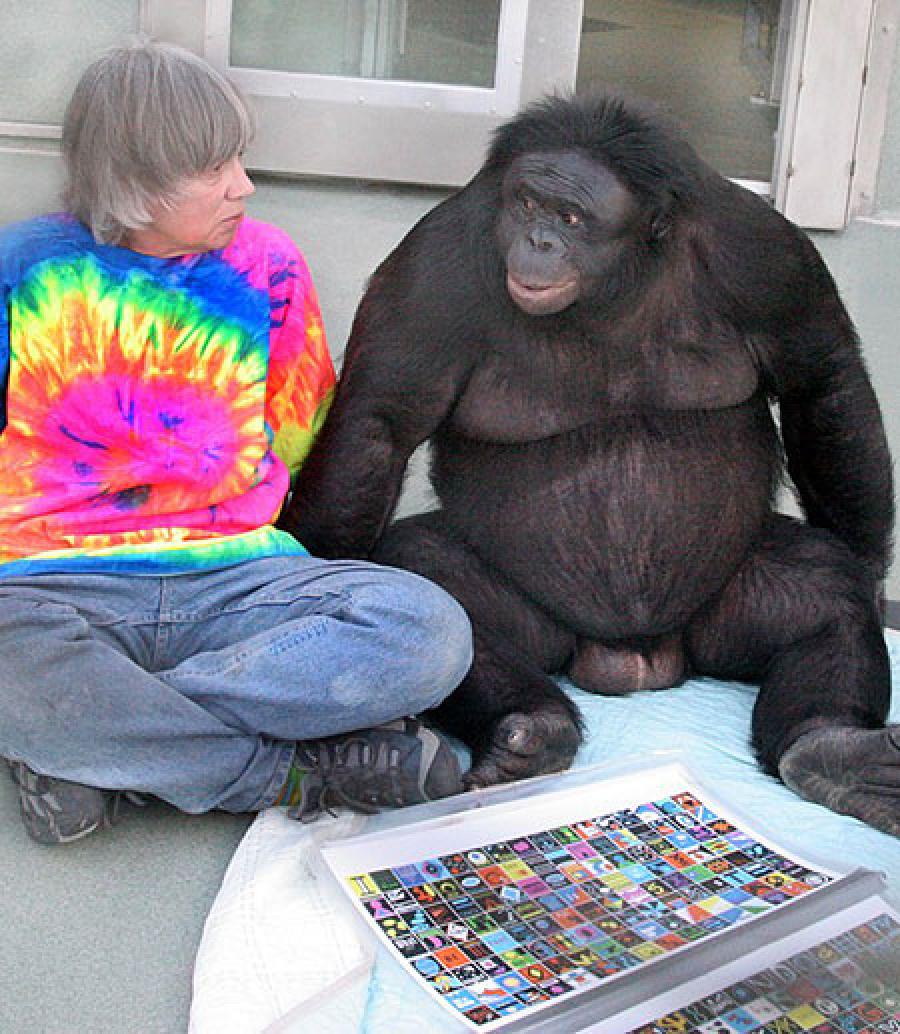 Bonobos Kanzi and Panbanisha with Sue Savage-Rumbaugh with the outdoor symbols "keyboard."