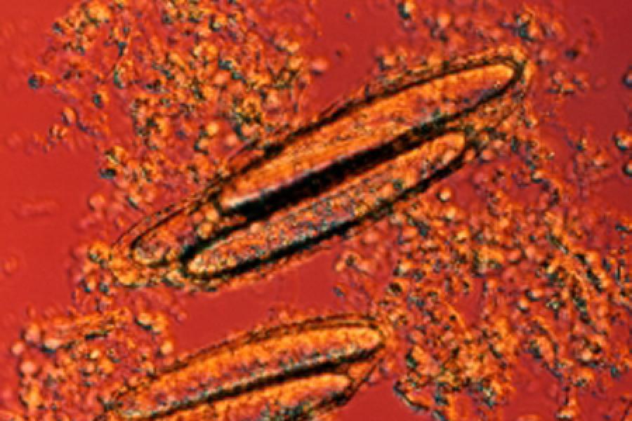  Microbe