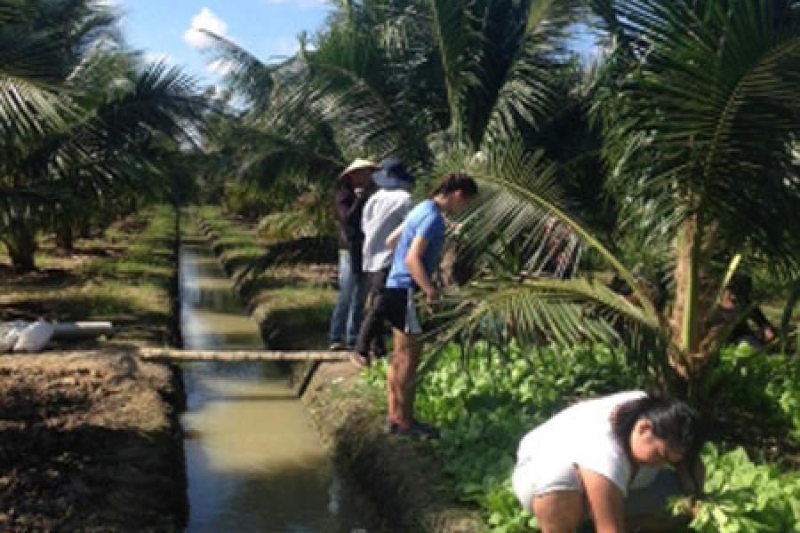 Vietnamese workers under palm trees