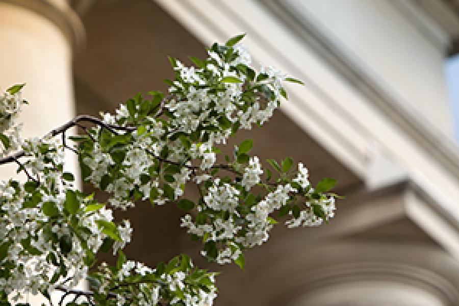  flowers bloom near Goldwin Smith Hal