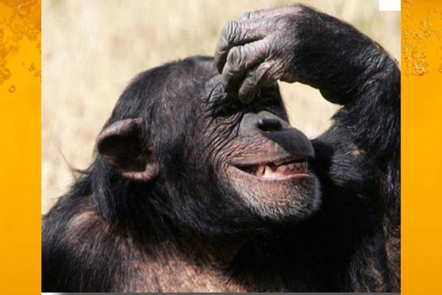 Chimpanzee making a gesture, hand held to its head and smiling