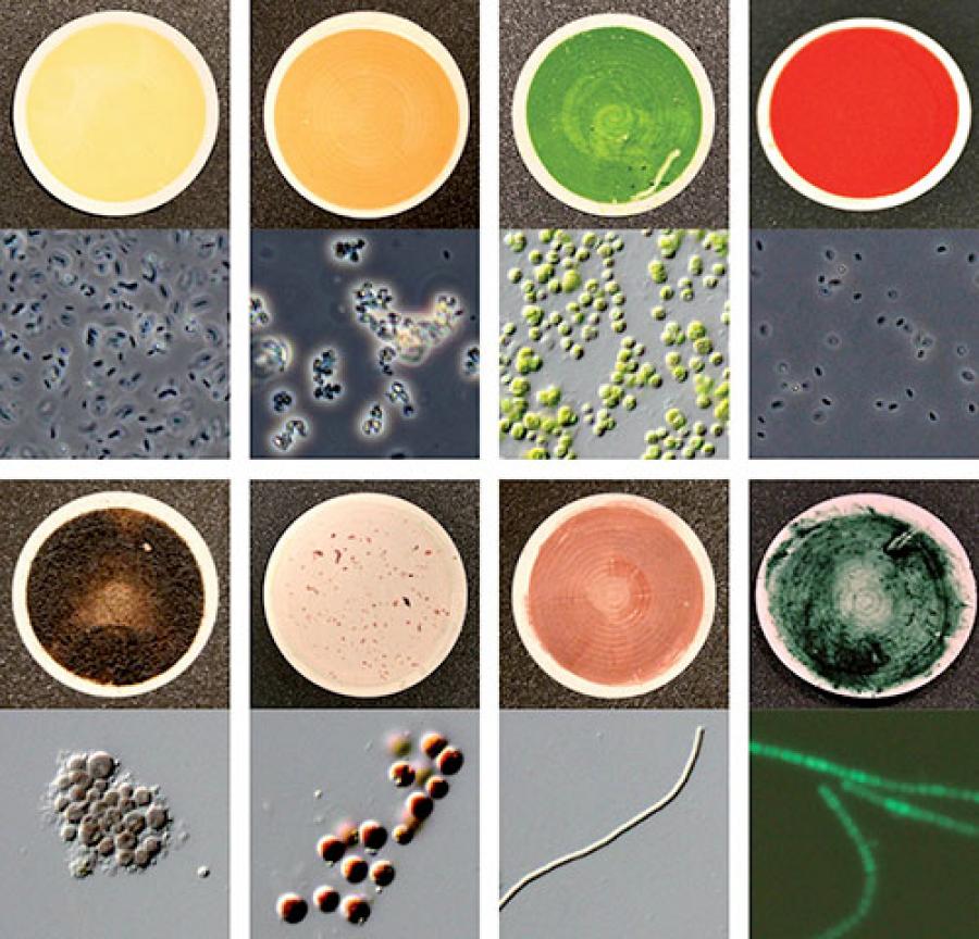Eight of the 137 microorganism samples used to measure biosignatures for the catalog of reflection signatures of Earth life forms