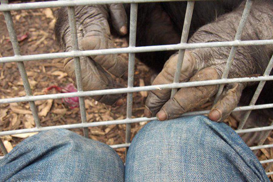 A chimpanzee reaches its fingers through the bars of its cage to touch the knees of a person outside