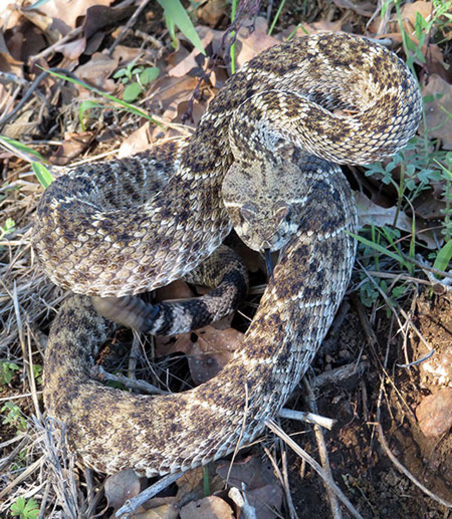 Rattlesnake curled up looking at the camera