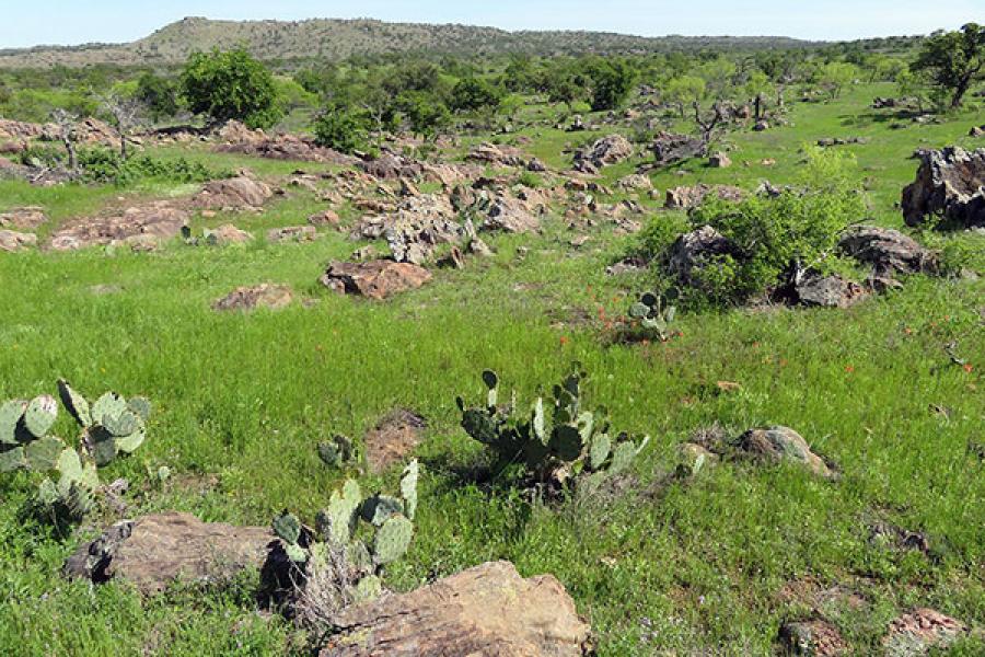 Rancho Cascabel landscape, with cactus plants, boulders, oak trees and a hill in the background