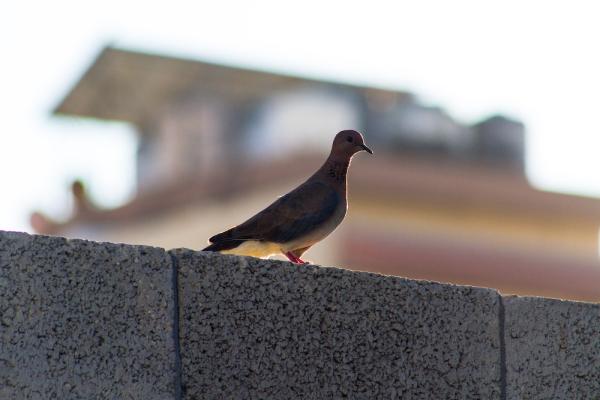Dove perched on a wall