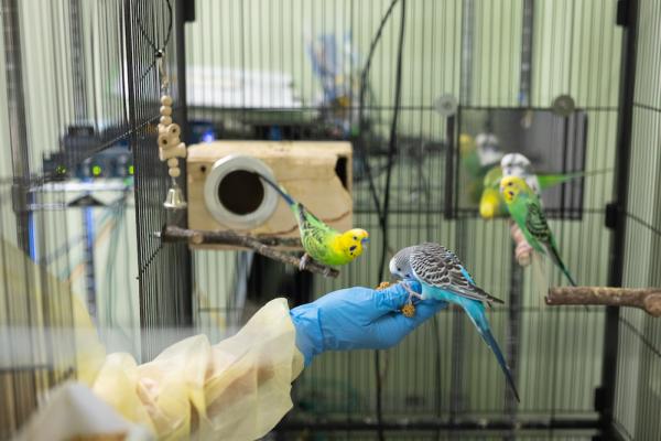 Three small, colorful parrots cluster around a hand in a blue glove