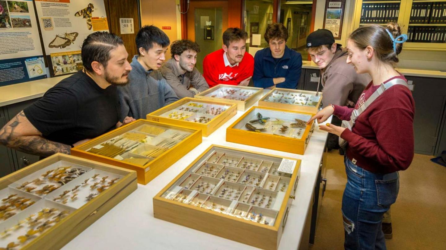 Seven people cluster around a table holding wooden boxes of butterfly specimens