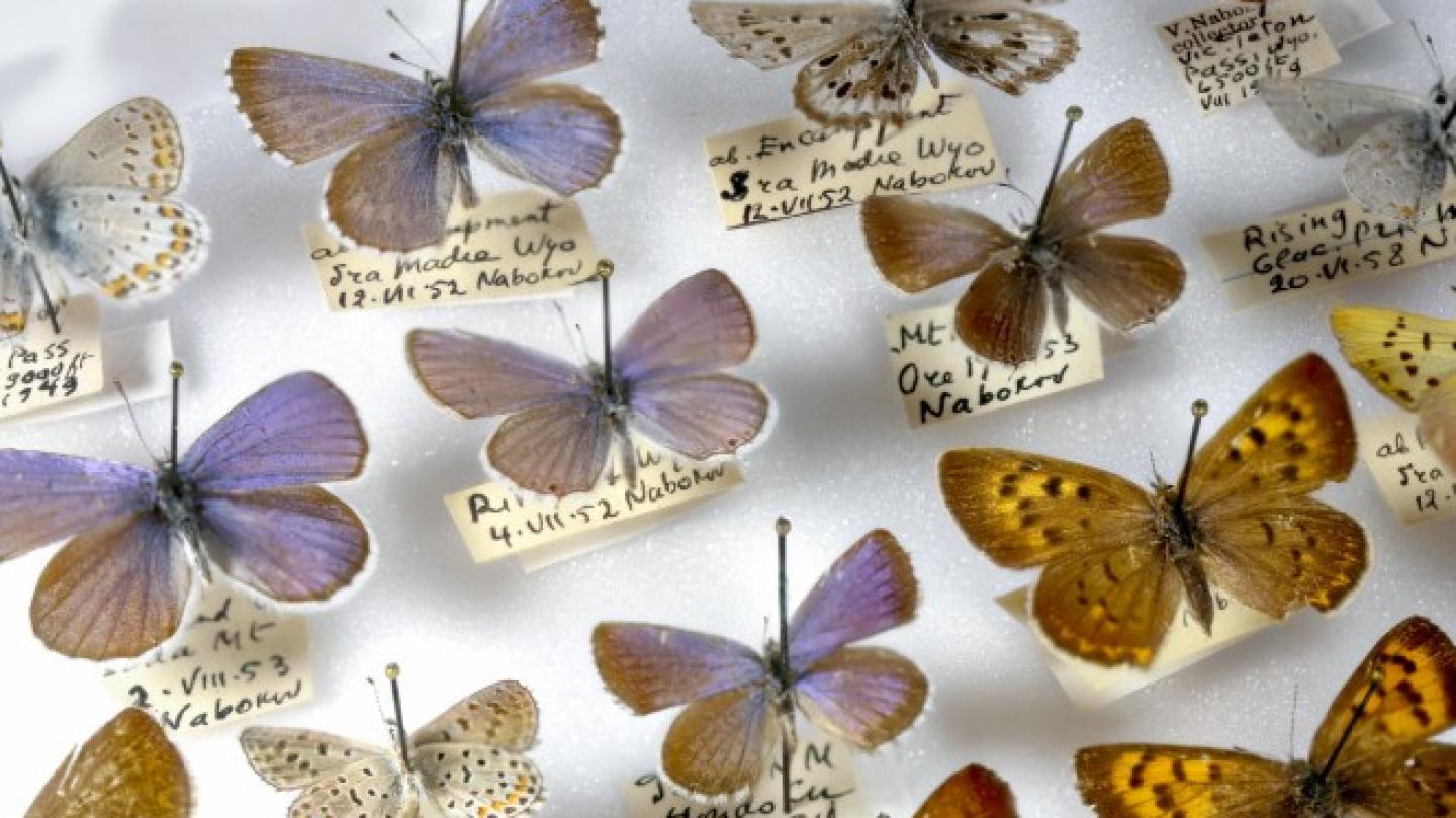 Several butterflies arranaged on a board