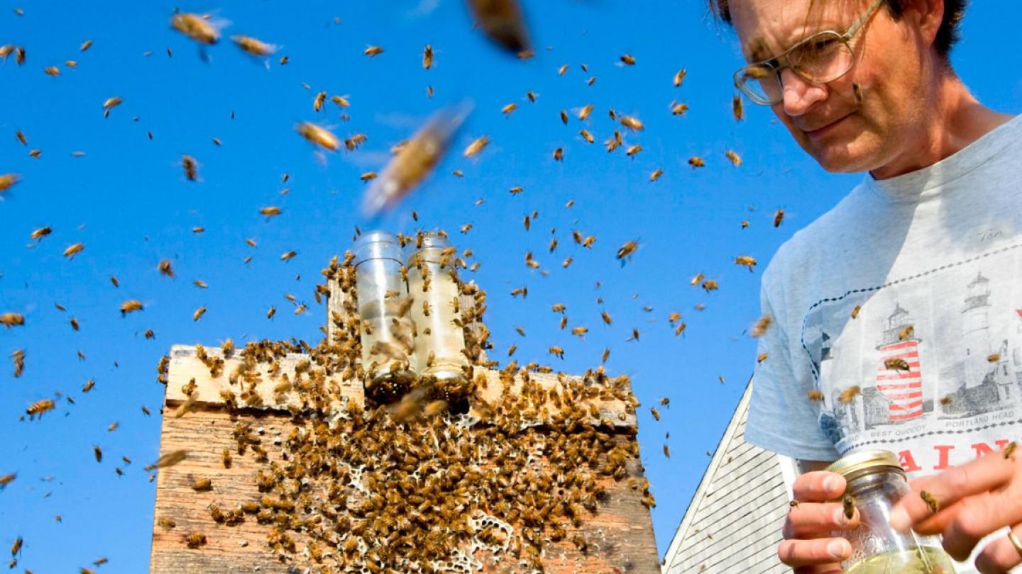 A wooden box covered with bees, with more in the air; Thomas Seeley in a t-shirt and glasses, holding a jar, is watching them.