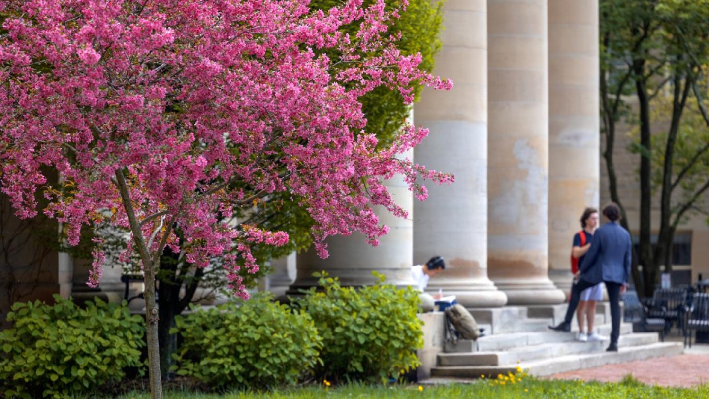 Pink flowering tree and a stone colonade with people on the steps