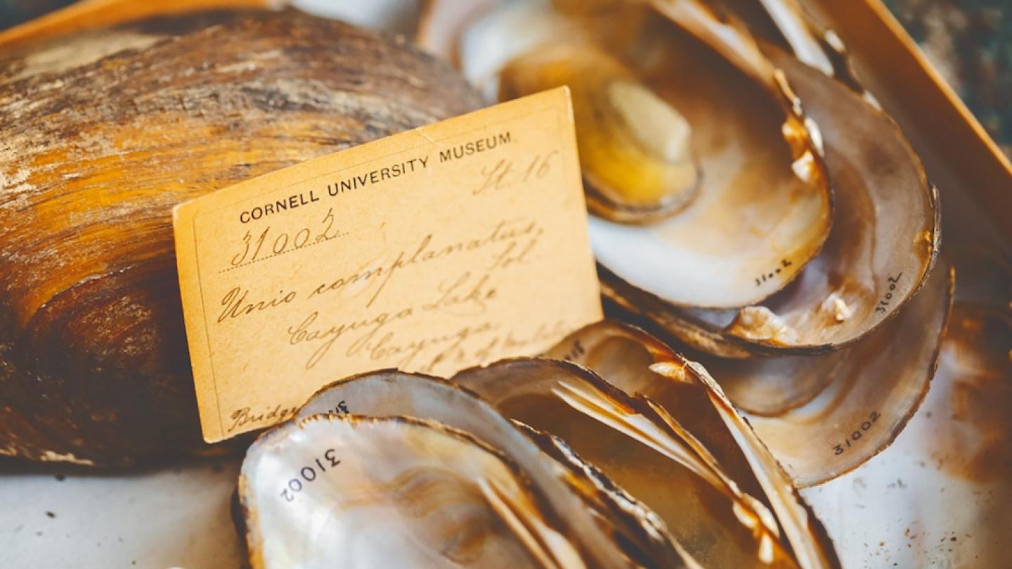 shells with a yellowed, aged museum card covered with script writing